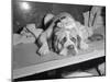 Dog Wearing an Ice Pack-Sam Goldstein-Mounted Photographic Print