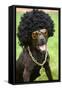 Dog Wearing Funny Costume-morganlstudios-Framed Stretched Canvas