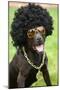 Dog Wearing Funny Costume-morganlstudios-Mounted Photographic Print