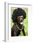 Dog Wearing Funny Costume-morganlstudios-Framed Photographic Print