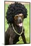 Dog Wearing Funny Costume-morganlstudios-Mounted Photographic Print