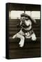 Dog Wearing Hat and Goggles-null-Framed Stretched Canvas