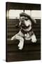 Dog Wearing Hat and Goggles-null-Stretched Canvas