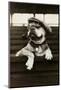 Dog Wearing Hat and Goggles-null-Mounted Photographic Print
