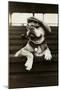 Dog Wearing Hat and Goggles-null-Mounted Photographic Print