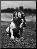 Dog Wearing Helmet on Football Field-Bettmann-Mounted Photo
