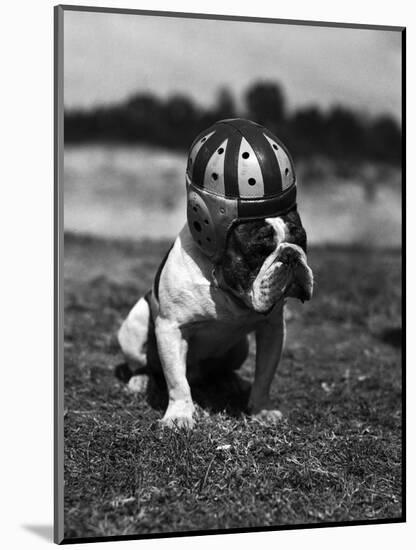 Dog Wearing Helmet on Football Field-Bettmann-Mounted Photo