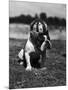 Dog Wearing Helmet on Football Field-Bettmann-Mounted Photo