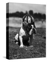 Dog Wearing Helmet on Football Field-Bettmann-Stretched Canvas