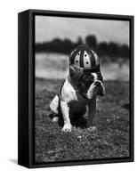 Dog Wearing Helmet on Football Field-Bettmann-Framed Stretched Canvas