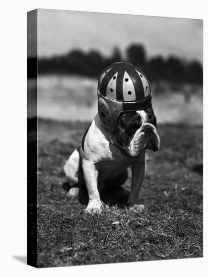 Dog Wearing Helmet on Football Field-Bettmann-Stretched Canvas