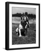 Dog Wearing Helmet on Football Field-Bettmann-Framed Photographic Print