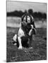 Dog Wearing Helmet on Football Field-Bettmann-Mounted Photographic Print