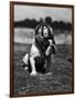 Dog Wearing Helmet on Football Field-Bettmann-Framed Photographic Print