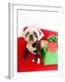 Dog wearing Santa Claus hat next to gifts-null-Framed Photographic Print