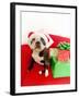Dog wearing Santa Claus hat next to gifts-null-Framed Photographic Print