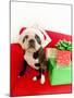 Dog wearing Santa Claus hat next to gifts-null-Mounted Photographic Print