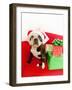 Dog wearing Santa Claus hat next to gifts-null-Framed Photographic Print