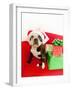 Dog wearing Santa Claus hat next to gifts-null-Framed Photographic Print