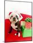 Dog wearing Santa Claus hat next to gifts-null-Mounted Photographic Print