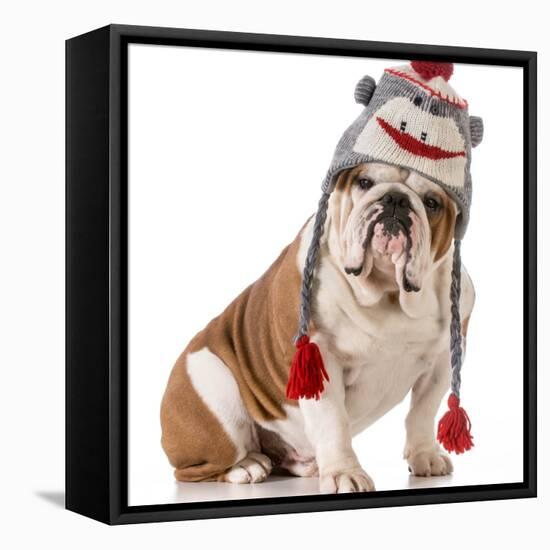 Dog Wearing Winter Hat-Willee Cole-Framed Stretched Canvas