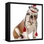 Dog Wearing Winter Hat-Willee Cole-Framed Stretched Canvas