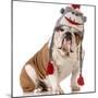 Dog Wearing Winter Hat-Willee Cole-Mounted Photographic Print