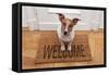 Dog Welcome Home-Javier Brosch-Framed Stretched Canvas