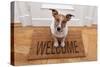 Dog Welcome Home-Javier Brosch-Stretched Canvas