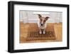 Dog Welcome Home-Javier Brosch-Framed Photographic Print