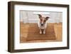 Dog Welcome Home-Javier Brosch-Framed Photographic Print