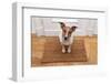 Dog Welcome Home-Javier Brosch-Framed Photographic Print