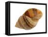 Dog Whelk Atlantic Dogwinkle Shell, Normandy, France-Philippe Clement-Framed Stretched Canvas