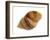 Dog Whelk Atlantic Dogwinkle Shell, Normandy, France-Philippe Clement-Framed Photographic Print