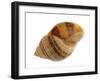 Dog Whelk Atlantic Dogwinkle Shell, Normandy, France-Philippe Clement-Framed Photographic Print