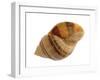 Dog Whelk Atlantic Dogwinkle Shell, Normandy, France-Philippe Clement-Framed Photographic Print