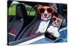 Dog Window Car-Javier Brosch-Stretched Canvas