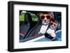 Dog Window Car-Javier Brosch-Framed Photographic Print