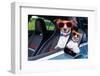 Dog Window Car-Javier Brosch-Framed Photographic Print