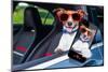 Dog Window Car-Javier Brosch-Mounted Photographic Print