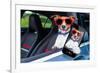 Dog Window Car-Javier Brosch-Framed Photographic Print