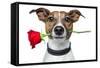 Dog with a Red Rose-Javier Brosch-Framed Stretched Canvas