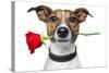 Dog with a Red Rose-Javier Brosch-Stretched Canvas