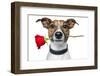 Dog with a Red Rose-Javier Brosch-Framed Photographic Print