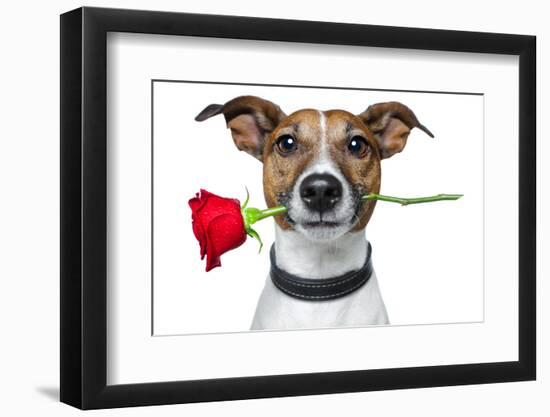 Dog with a Red Rose-Javier Brosch-Framed Photographic Print