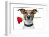 Dog with a Red Rose-Javier Brosch-Framed Photographic Print