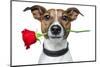 Dog with a Red Rose-Javier Brosch-Mounted Photographic Print