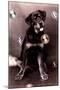 Dog with Bubbles-null-Mounted Poster