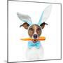 Dog with Bunny Ears and A Carrot-Javier Brosch-Mounted Premium Photographic Print