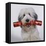 Dog with Cracker in Mouth-null-Framed Stretched Canvas